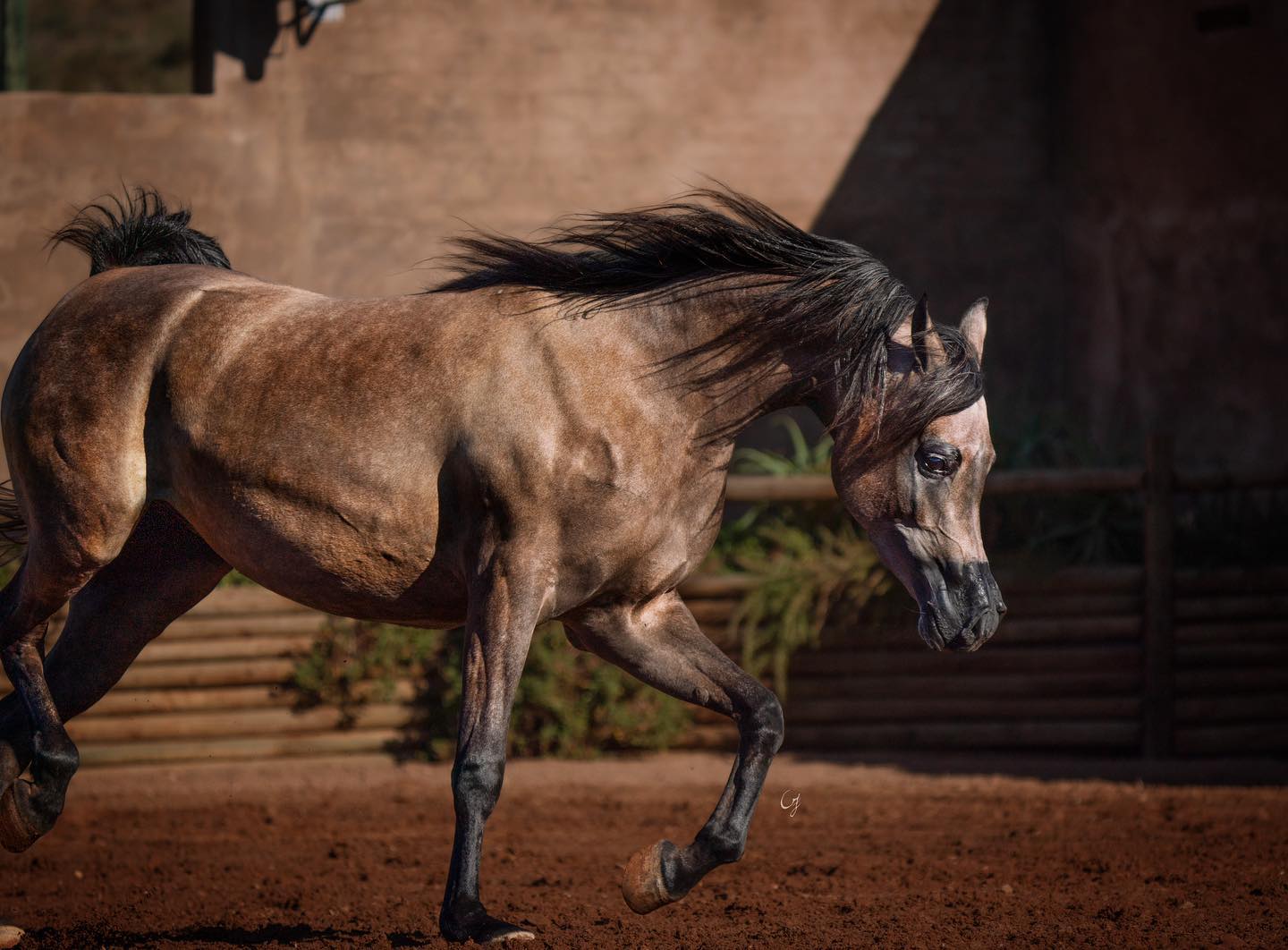 Skyroo Venus SS - Arabian Horses